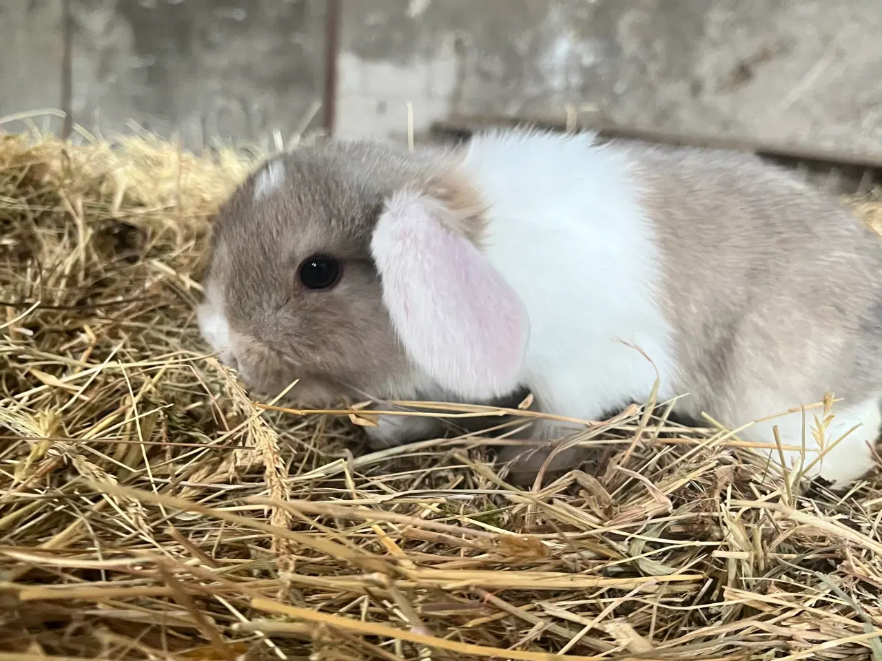 Billede 3 - Minilop på 8 uger 