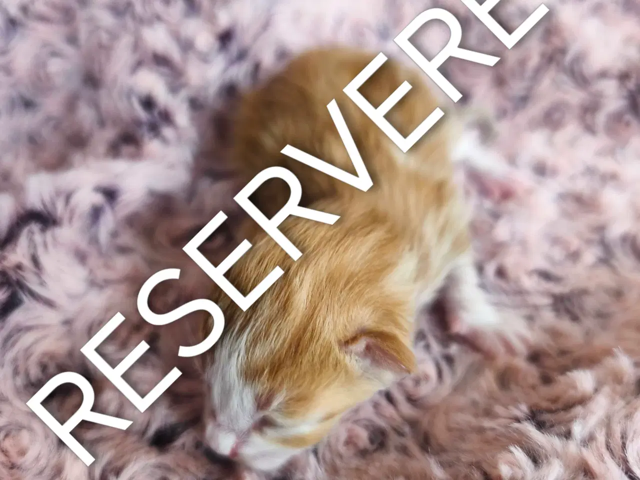 Billede 6 - Mainecoon blandinger med dyrelæge pakke 