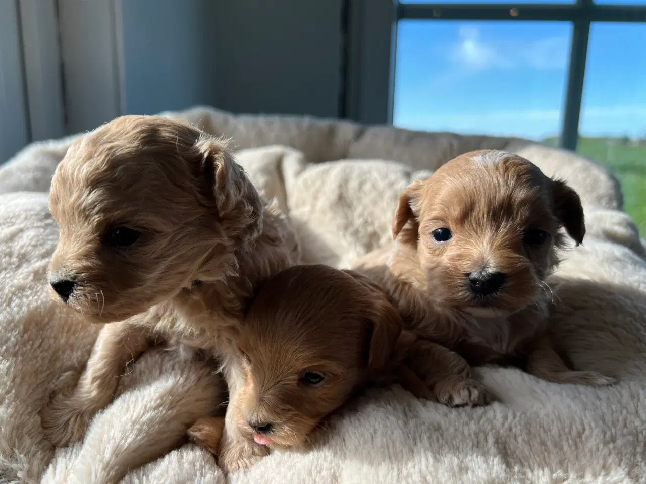 Billede 2 - Teacup Maltipoo 