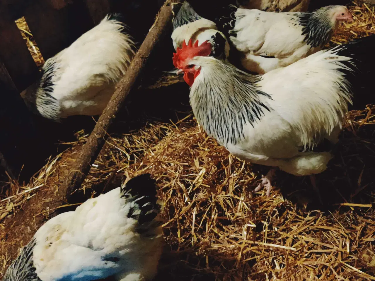 Billede 2 - Rugeæg af racerene høns 