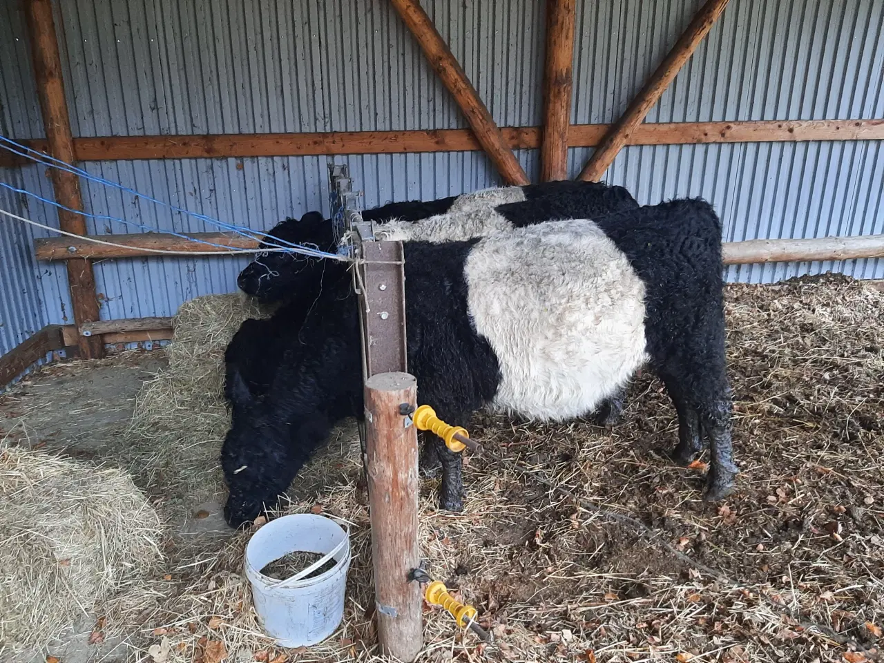 Billede 1 - Flot bæltet Galloway med kalv
