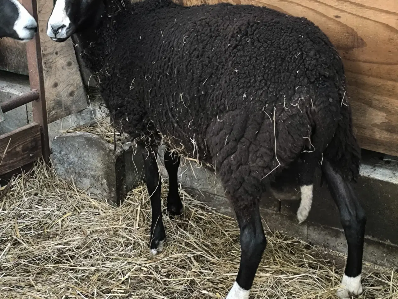 Billede 2 - Zwartbles vædder til avl