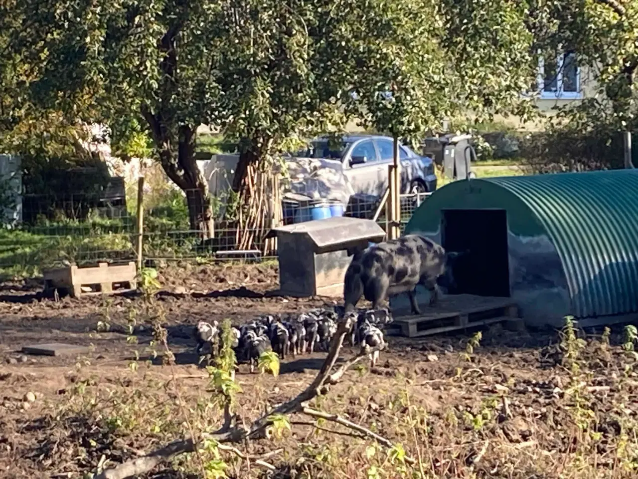 Billede 1 - Smågrise af sortbroget gl dansk landrace sælges