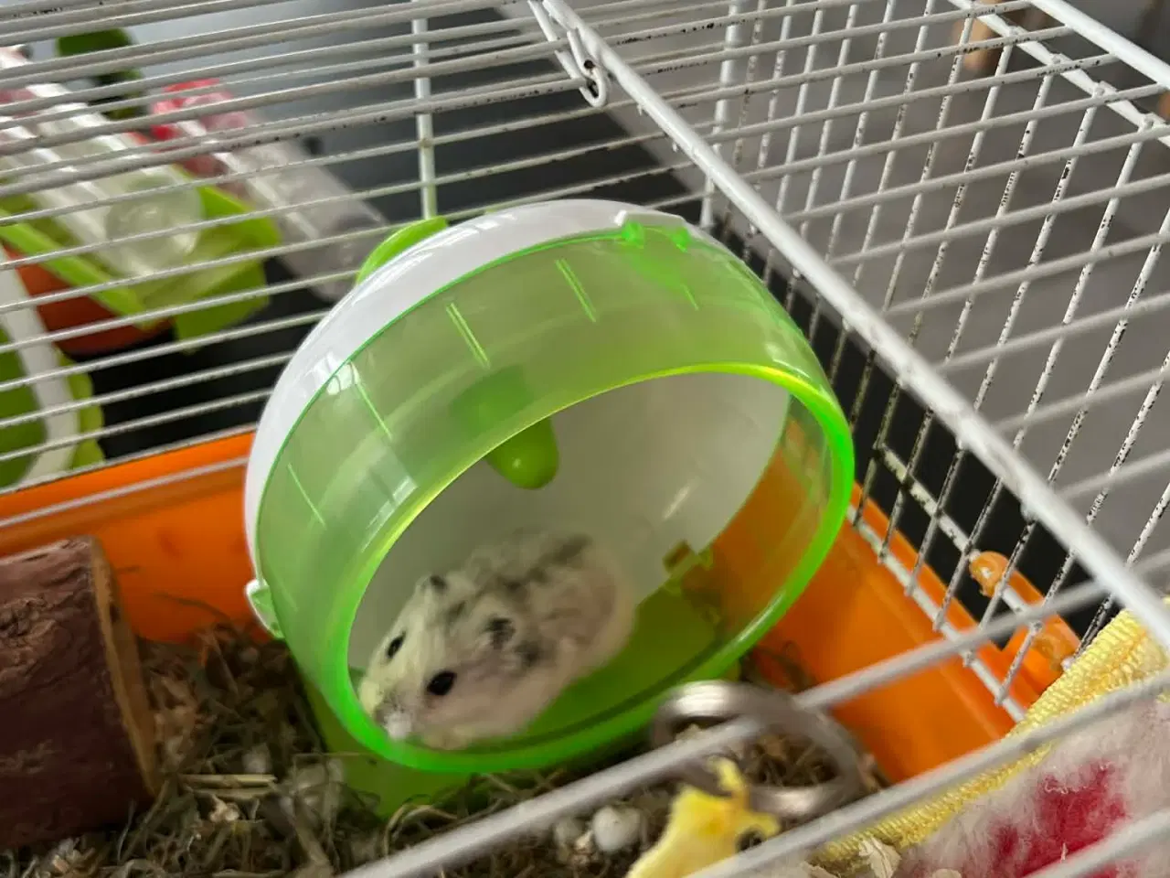 Billede 2 - Dværghamster og Bur