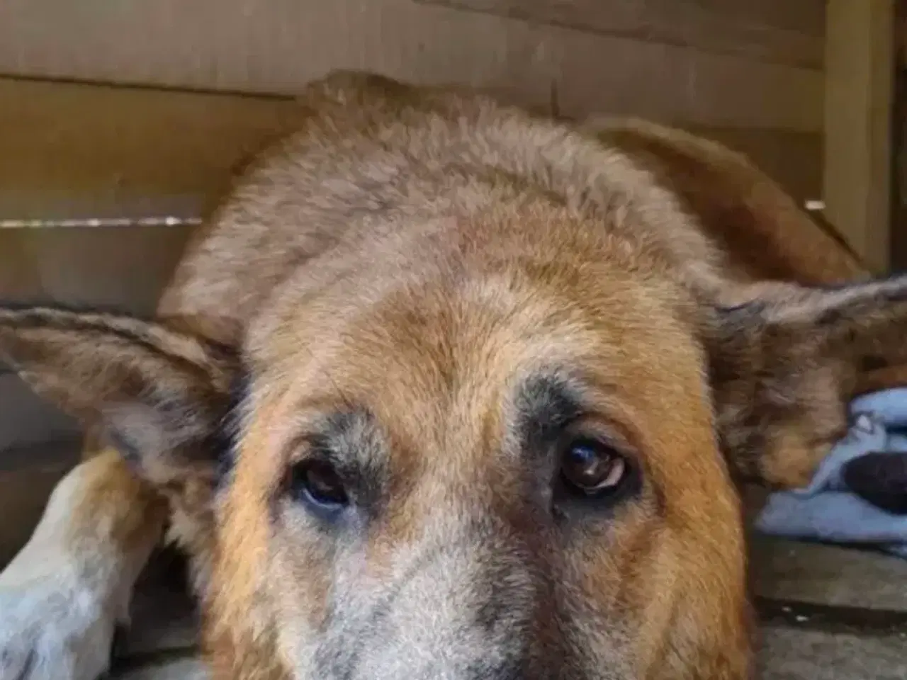 Billede 8 - Sara søger sit otium