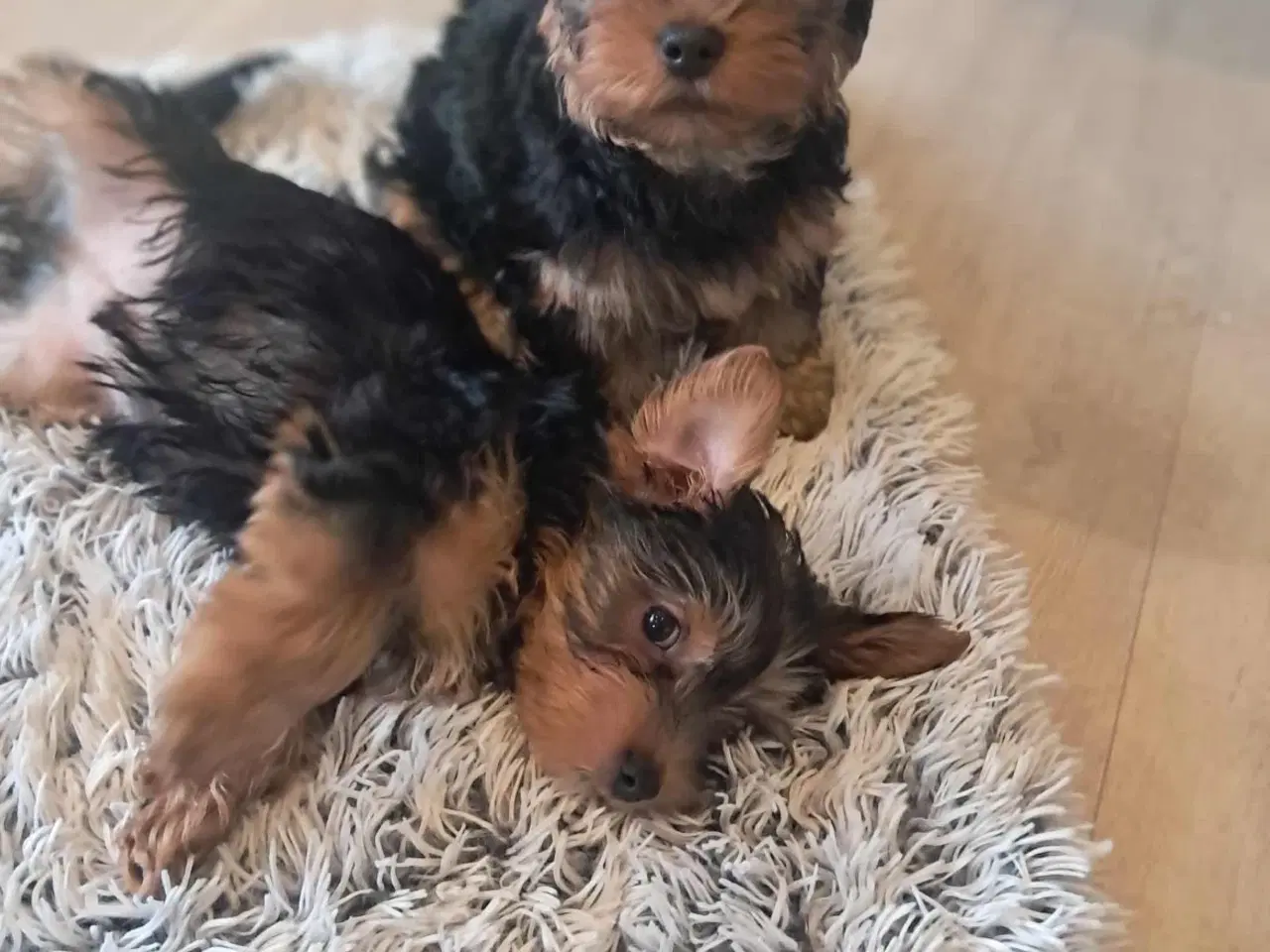 Billede 3 - 🐶 01.09.2025 York Terrie 