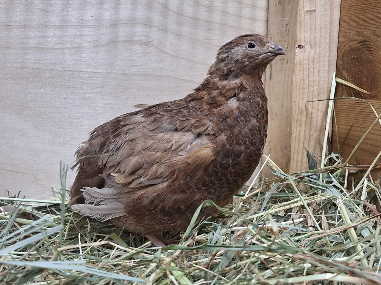 Billede 3 - Store flotte Jumbo Vagtler (sjældne farver)