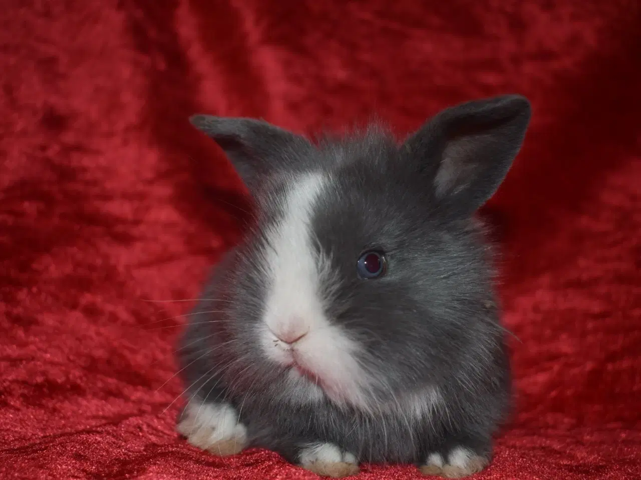 Billede 1 - Minilop/Teddy pige 