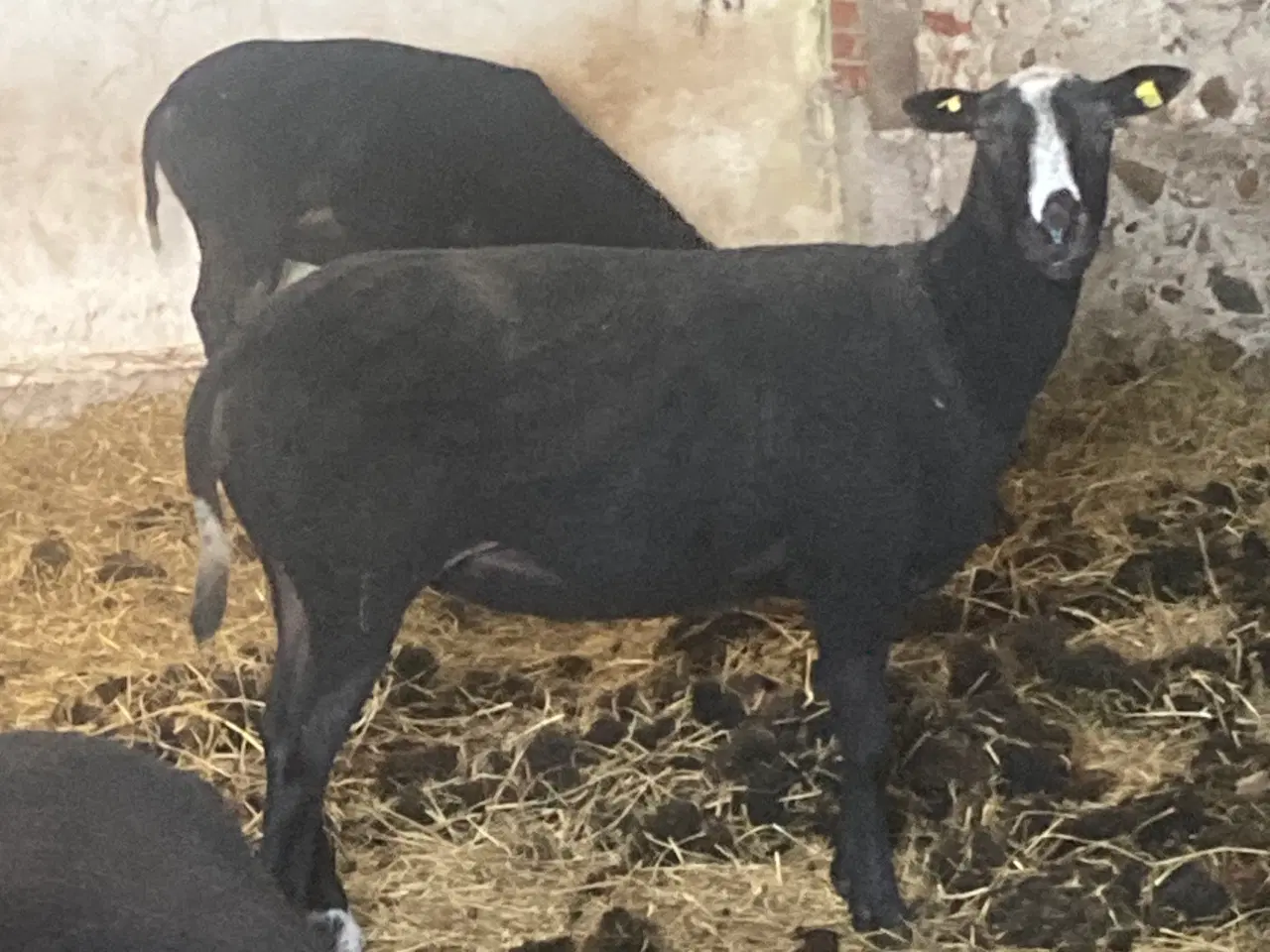 Billede 4 - 5 zwartbles får til sælge
