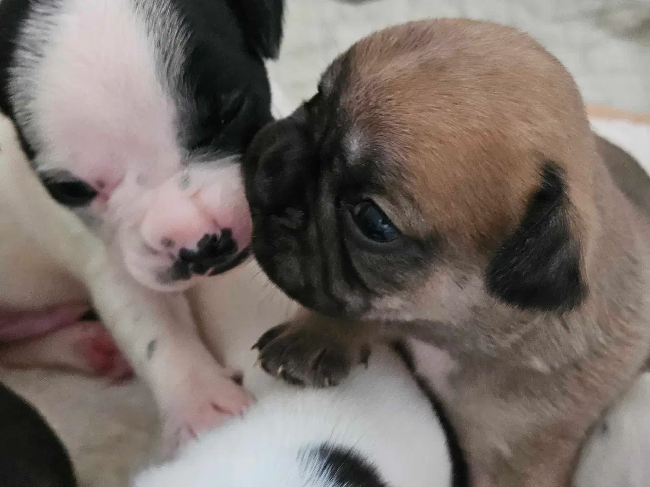 Billede 9 - Fransk bulldog og beagle blandinger født 30/10