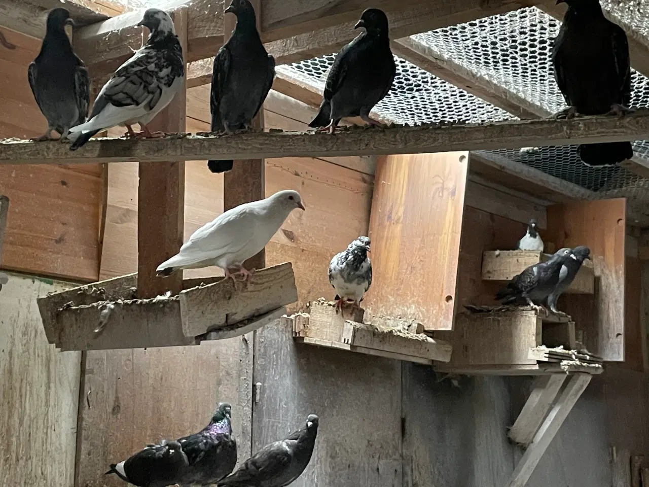 Billede 4 - 20 levende Duer 