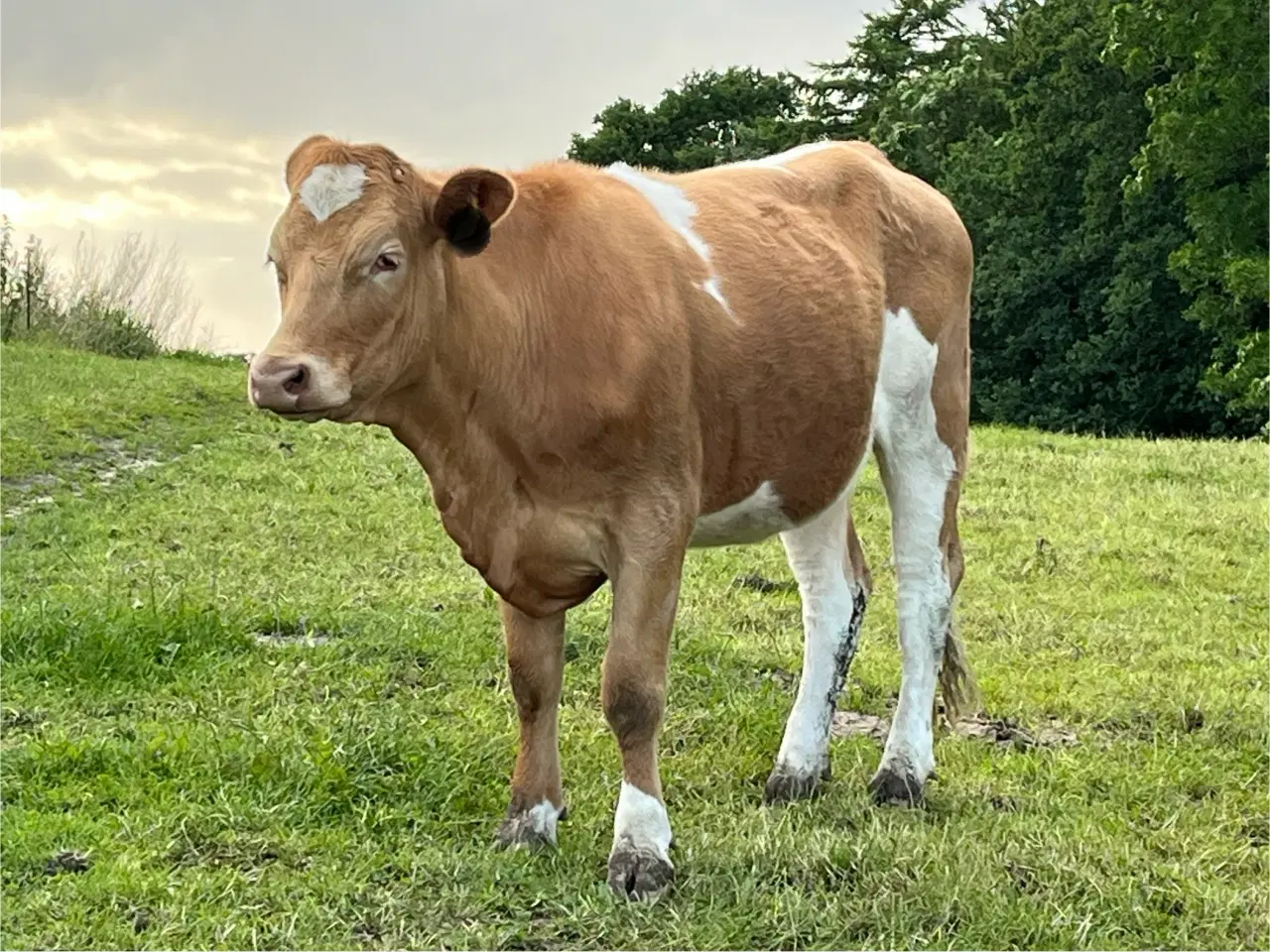 Billede 1 - Simmentaler kvie