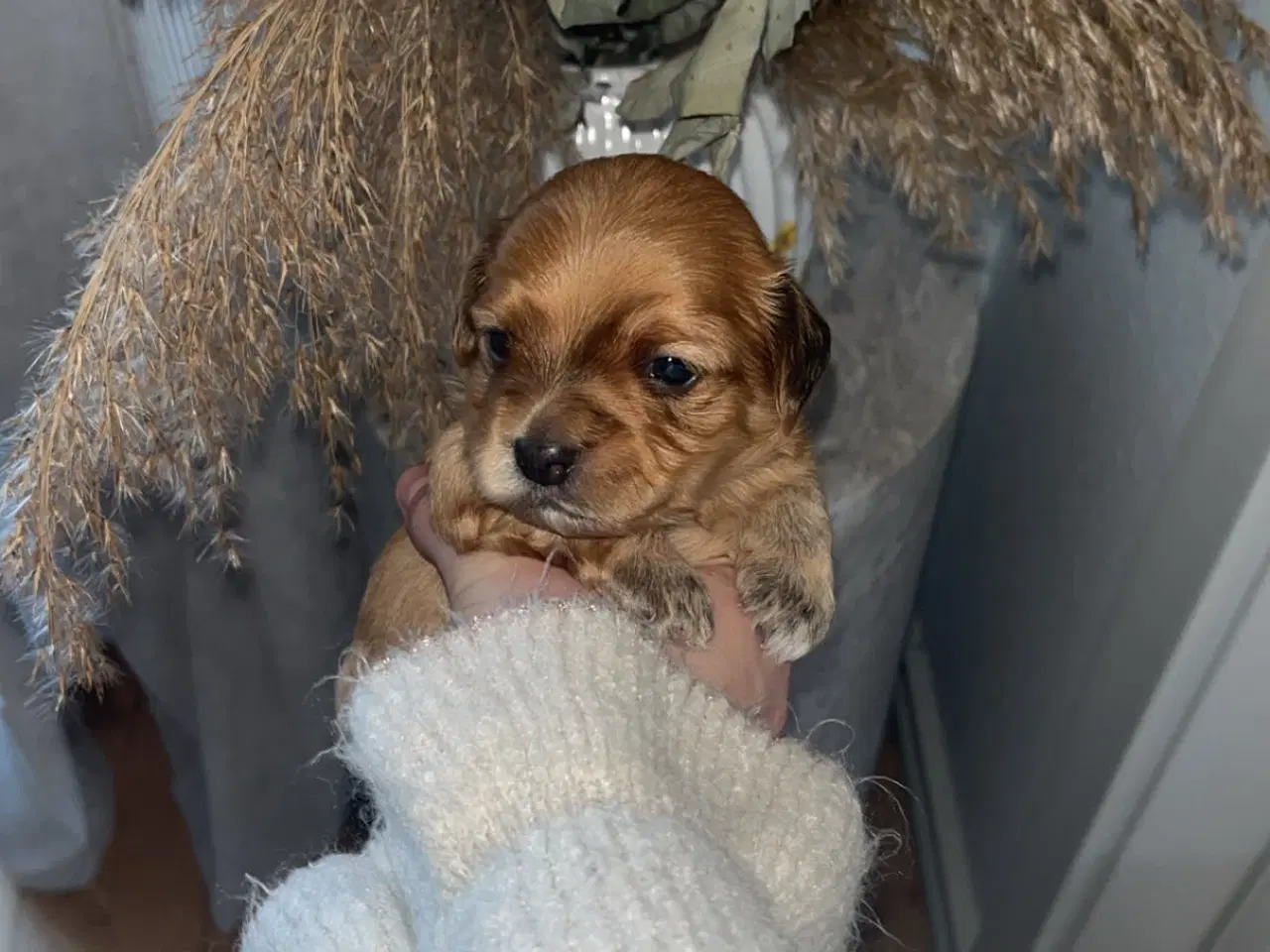 Billede 4 - Bichon havanais hvalpe