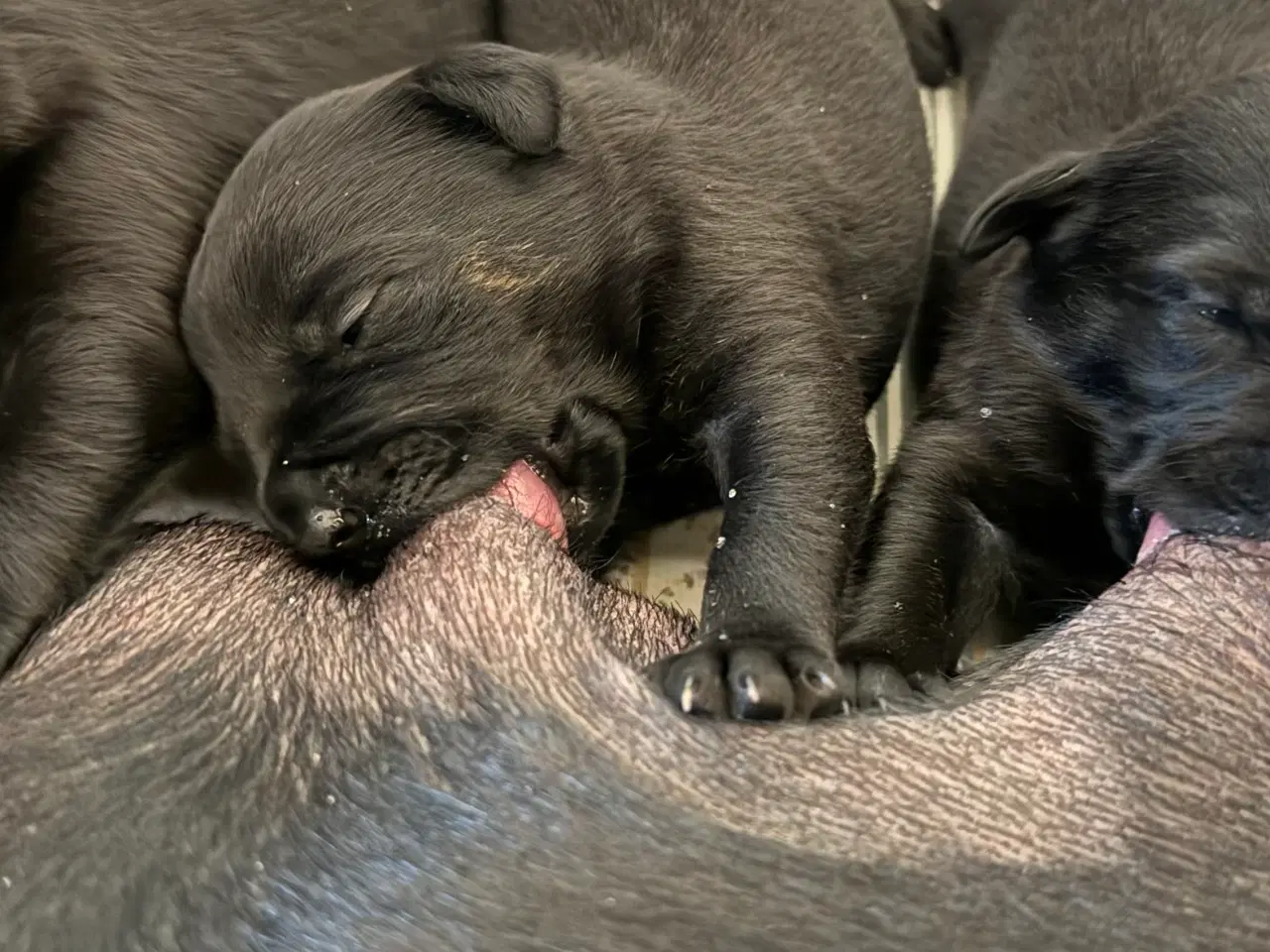 Billede 1 - Rottweiler / Labrador hvalpe