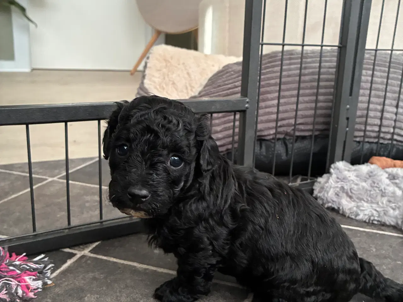 Billede 4 - Havapoo F1b