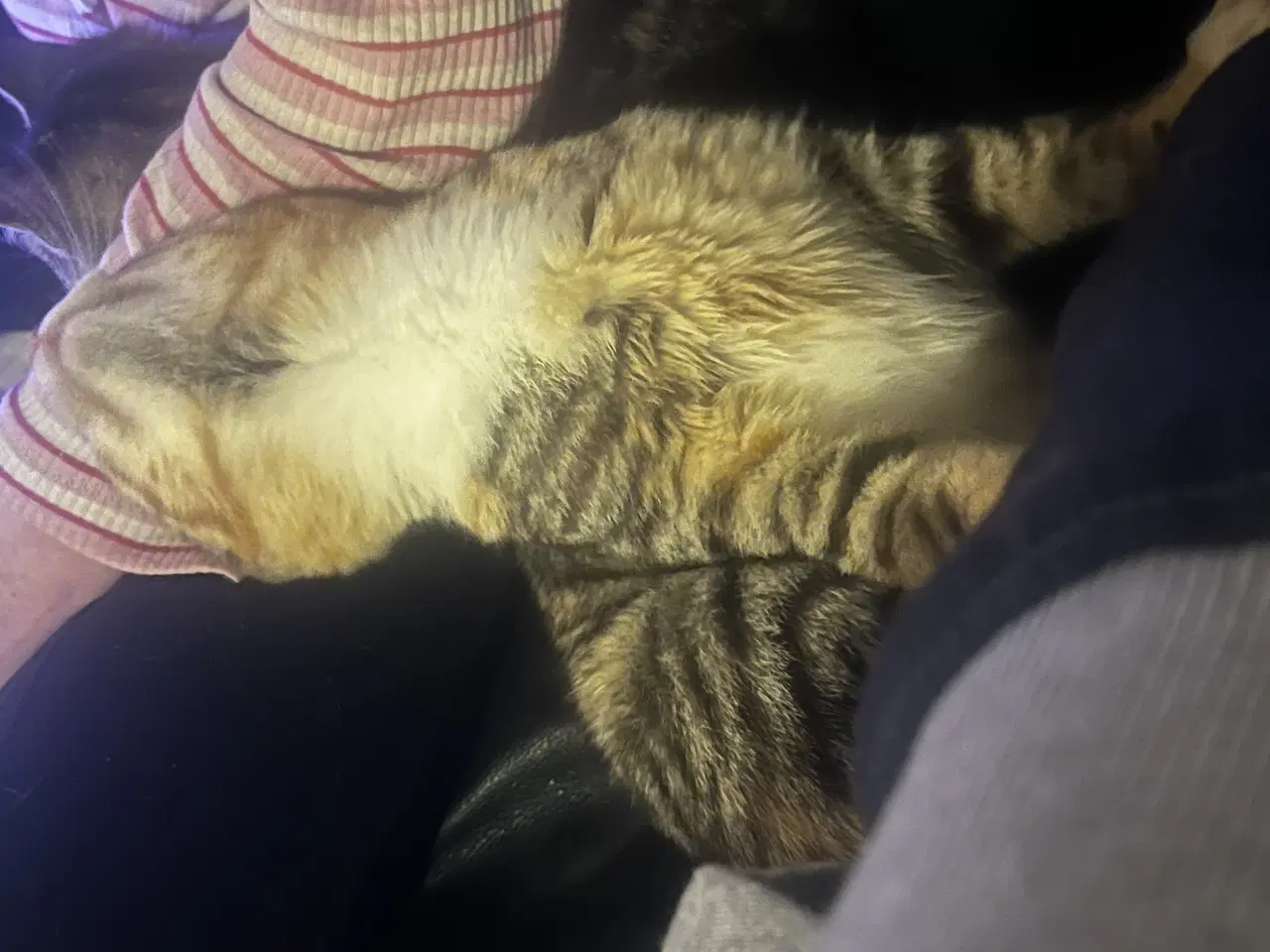 Billede 3 -   Presseret situation: To voksne katte har akut br