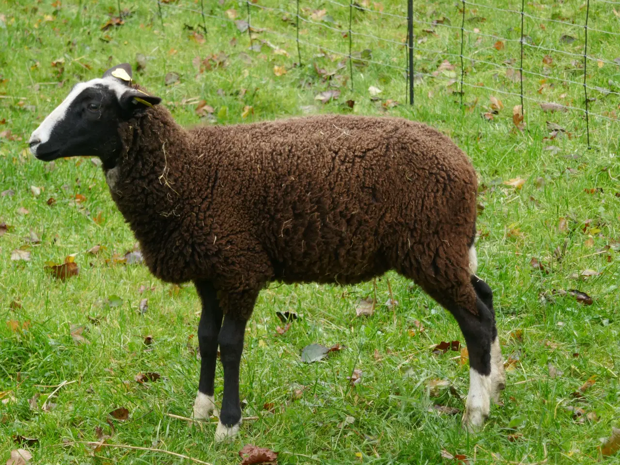 Billede 2 - Zwartbles piger, m3, vaccinerede