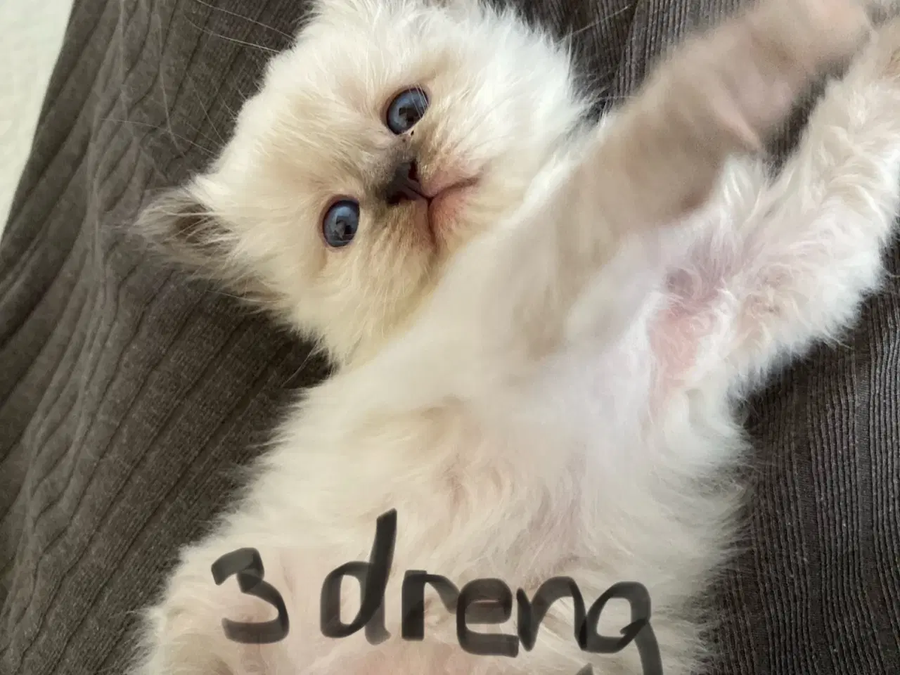 Billede 4 - Smukke og kærlige killinger-scottish fold blanding