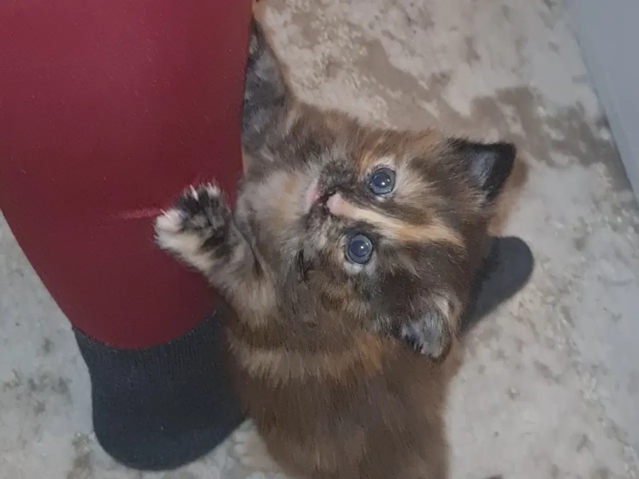 Billede 4 - Sødeste Maine coon killing