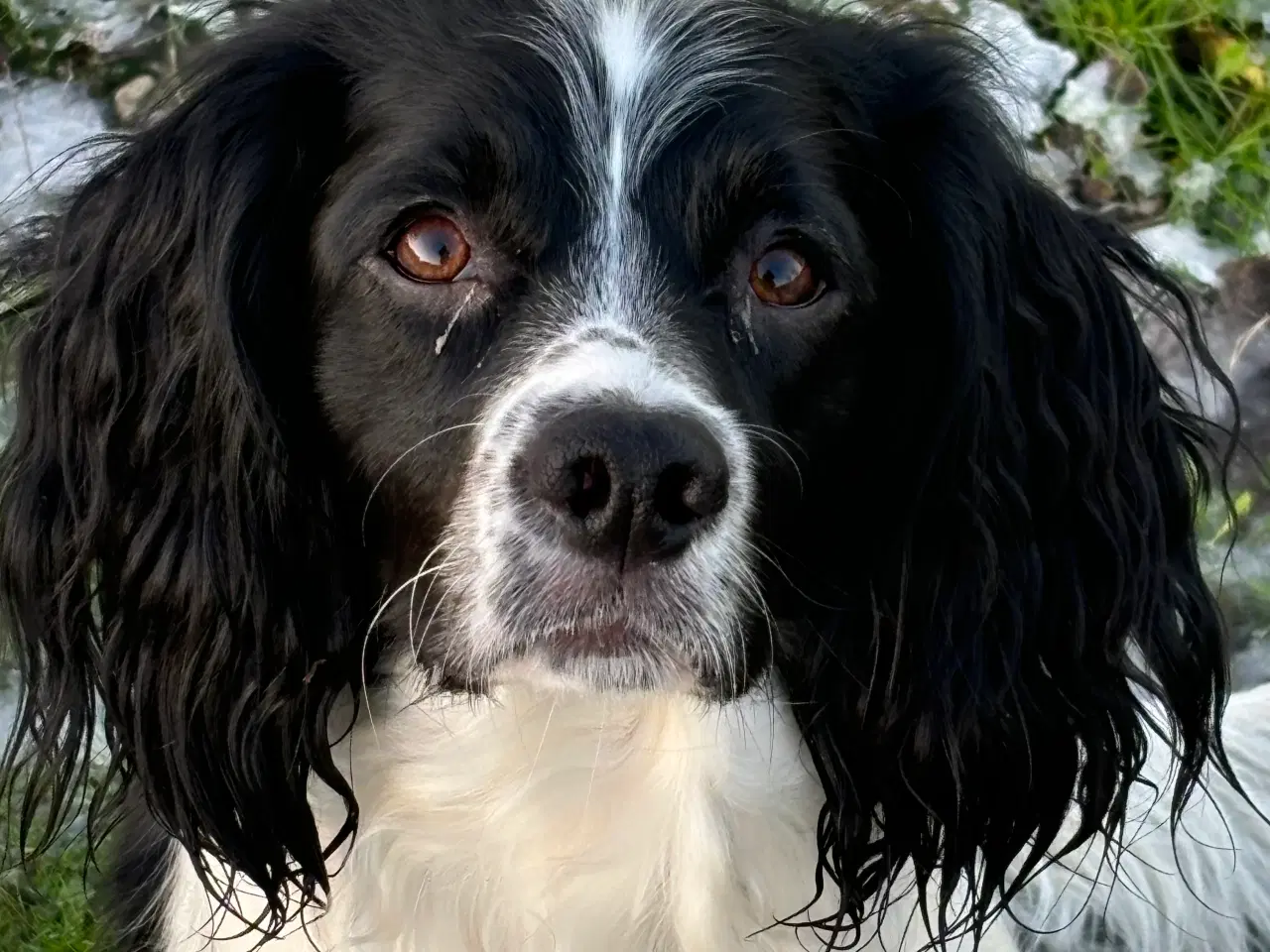 Billede 8 - FT Springer Spaniel