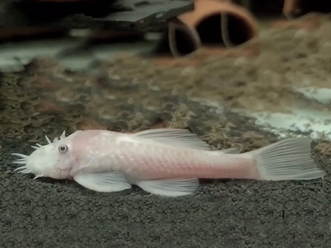 Billede 1 - Ancistrus snow White 