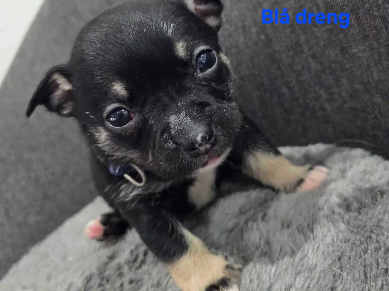 Billede 12 - Bullhuahua hvalpe 