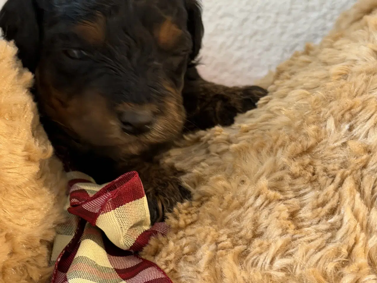 Billede 10 - Cavapoo  slut Maj 