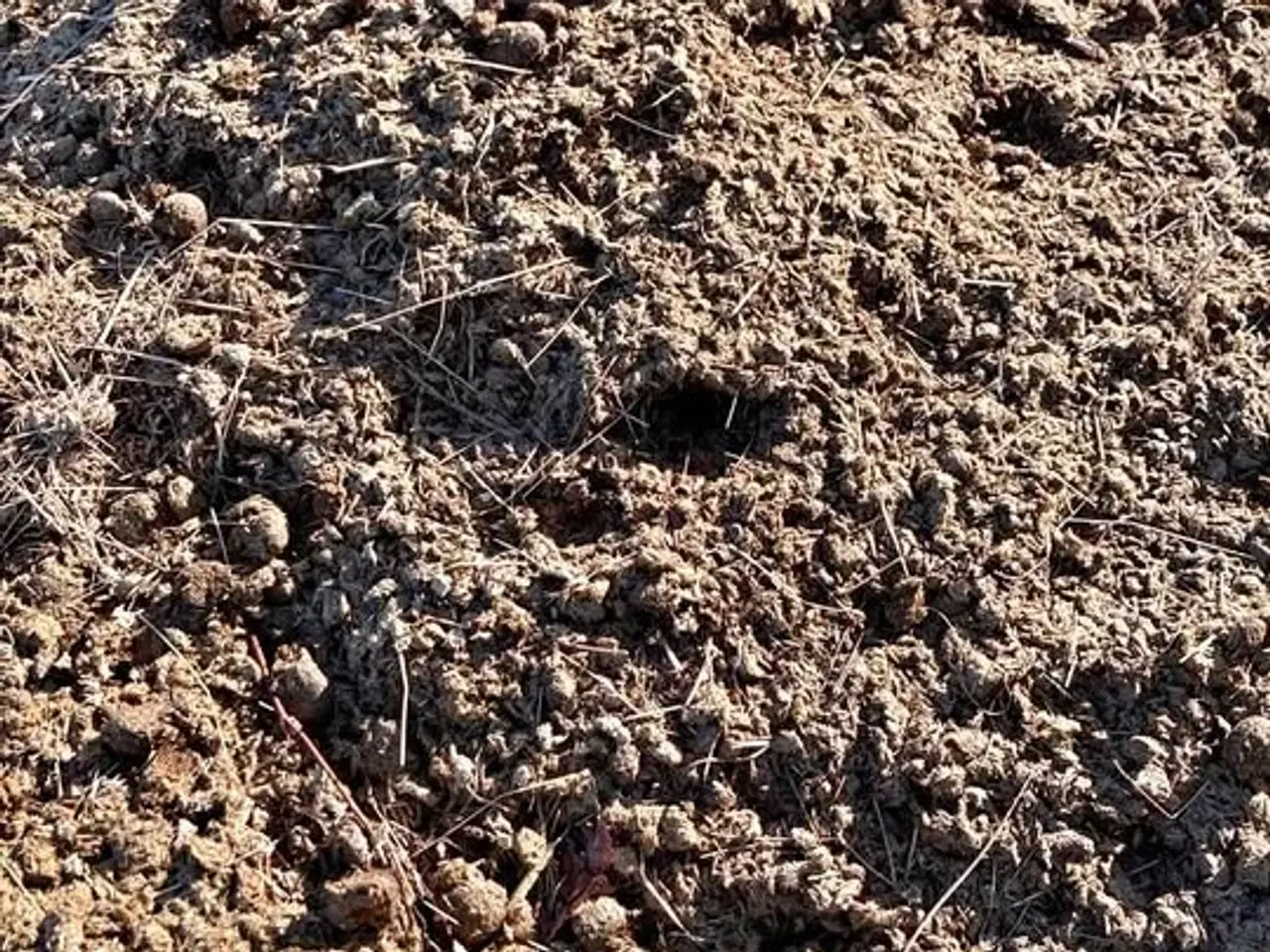 Billede 2 - Søger hestemøg 9460