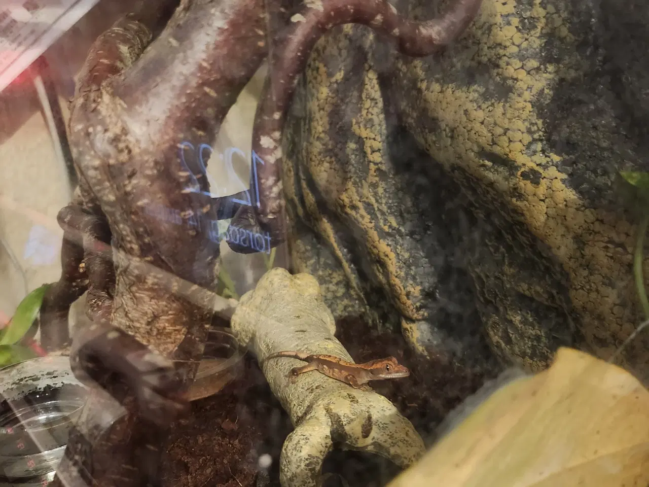 Billede 6 - Kronegekko pige på 2 og en på 2 månederen den 3/9