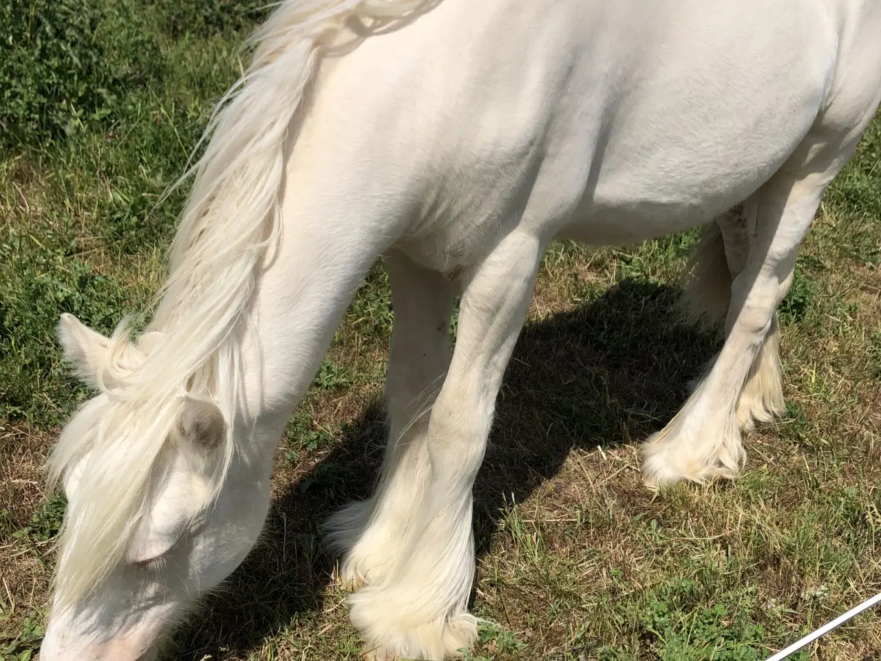 Billede 6 - Irisk Cob