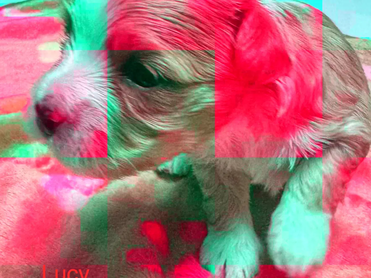 Billede 16 - Bichon havanaiser hvalpe med stamtavle 