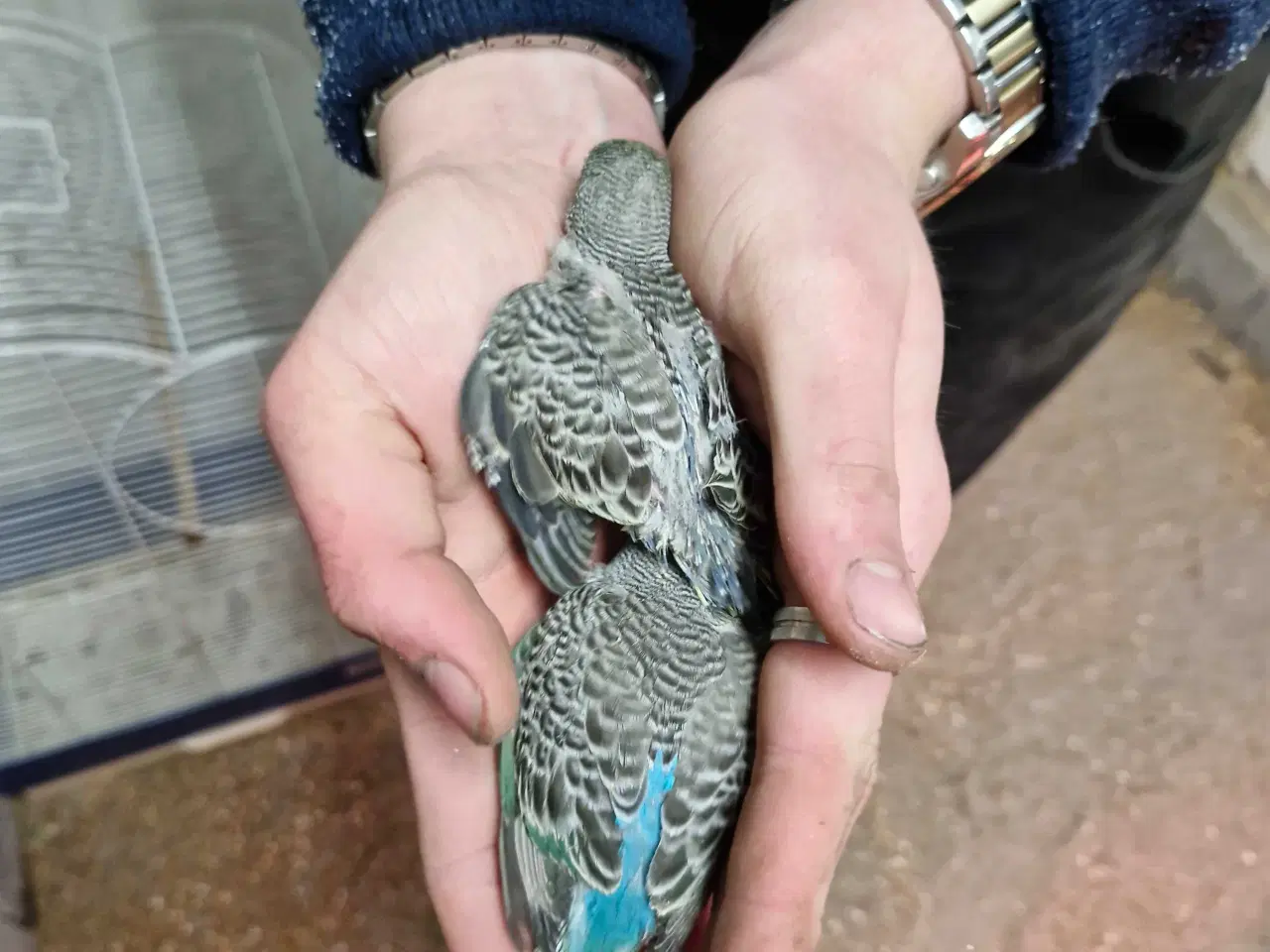 Billede 2 - Undulat tam fugl