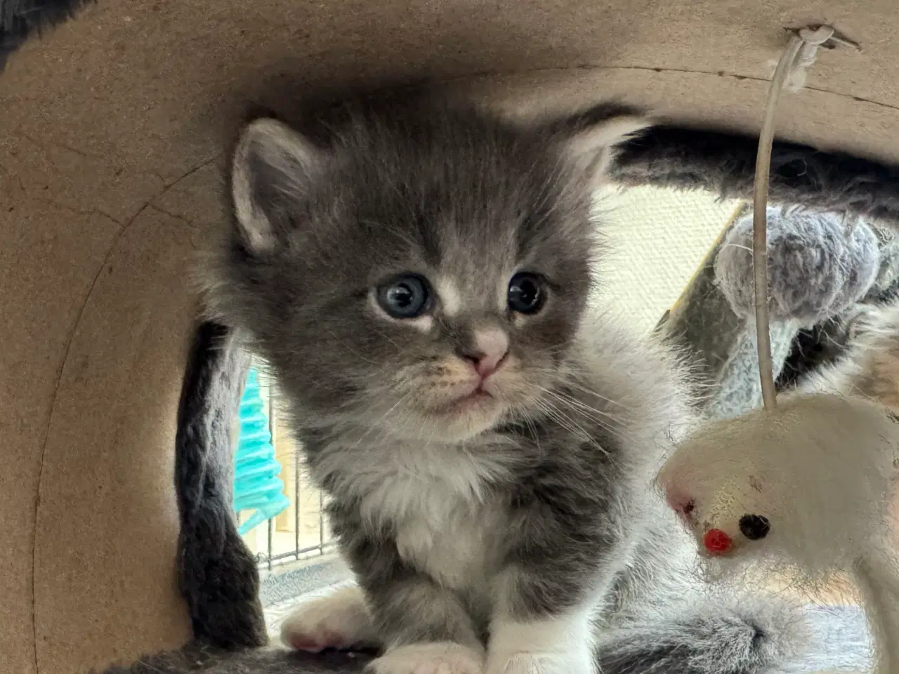 Billede 5 - Maine Coon hankilling sælges