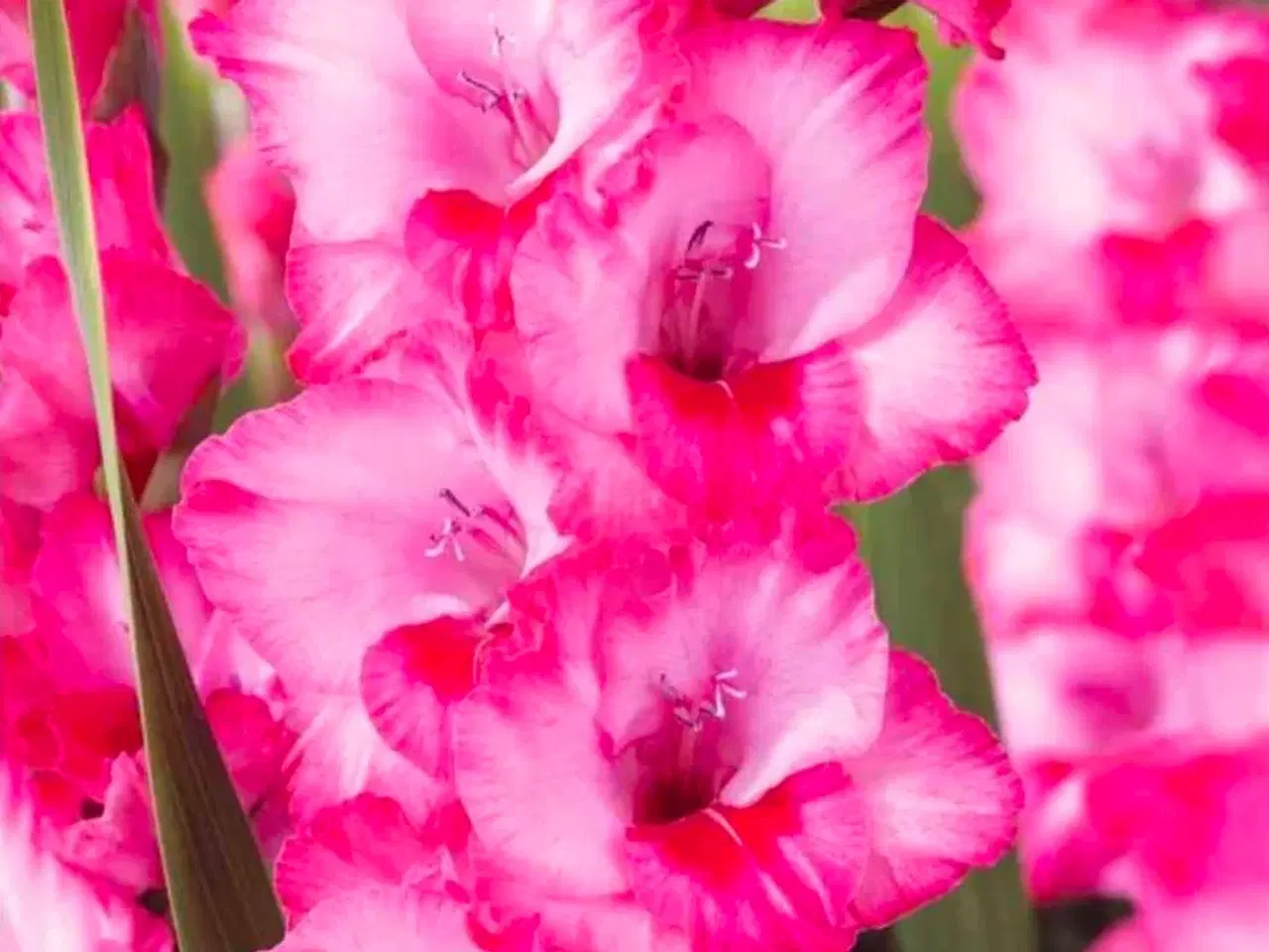 Billede 5 - Gladious dk's billigste