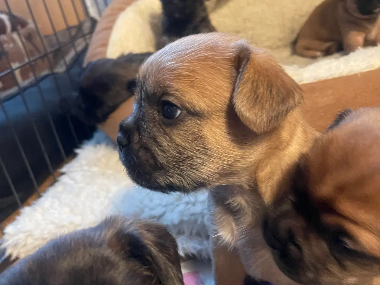 Billede 7 - Fransk cavapoo søger ny sofa arm🥰