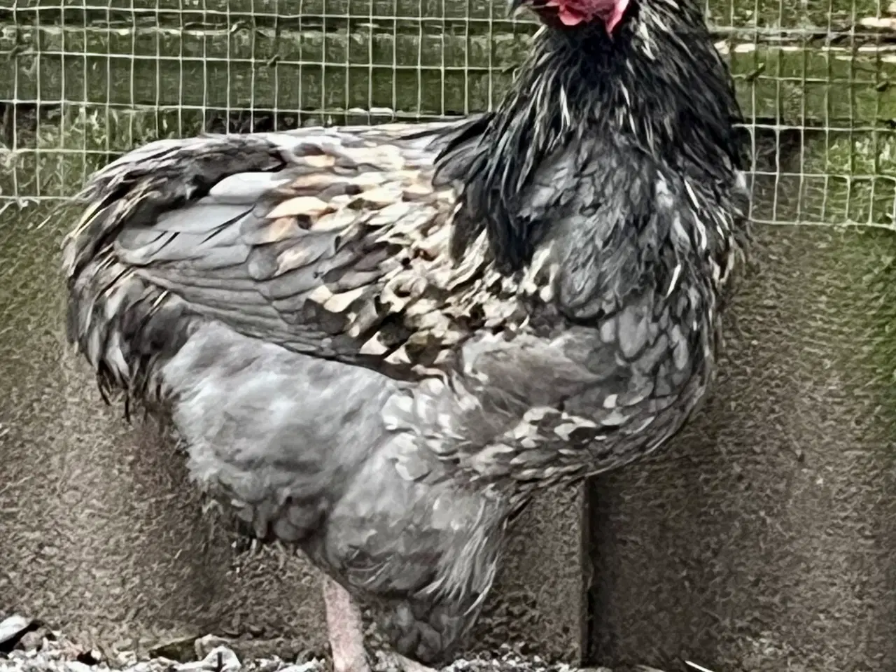 Billede 6 - Lys Sussex unge haner, (stor) og Araucana bl. Hane