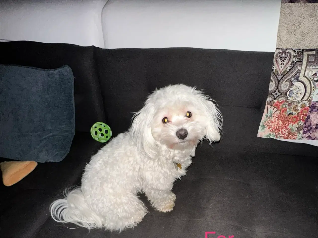 Billede 5 - Malteser hvalp