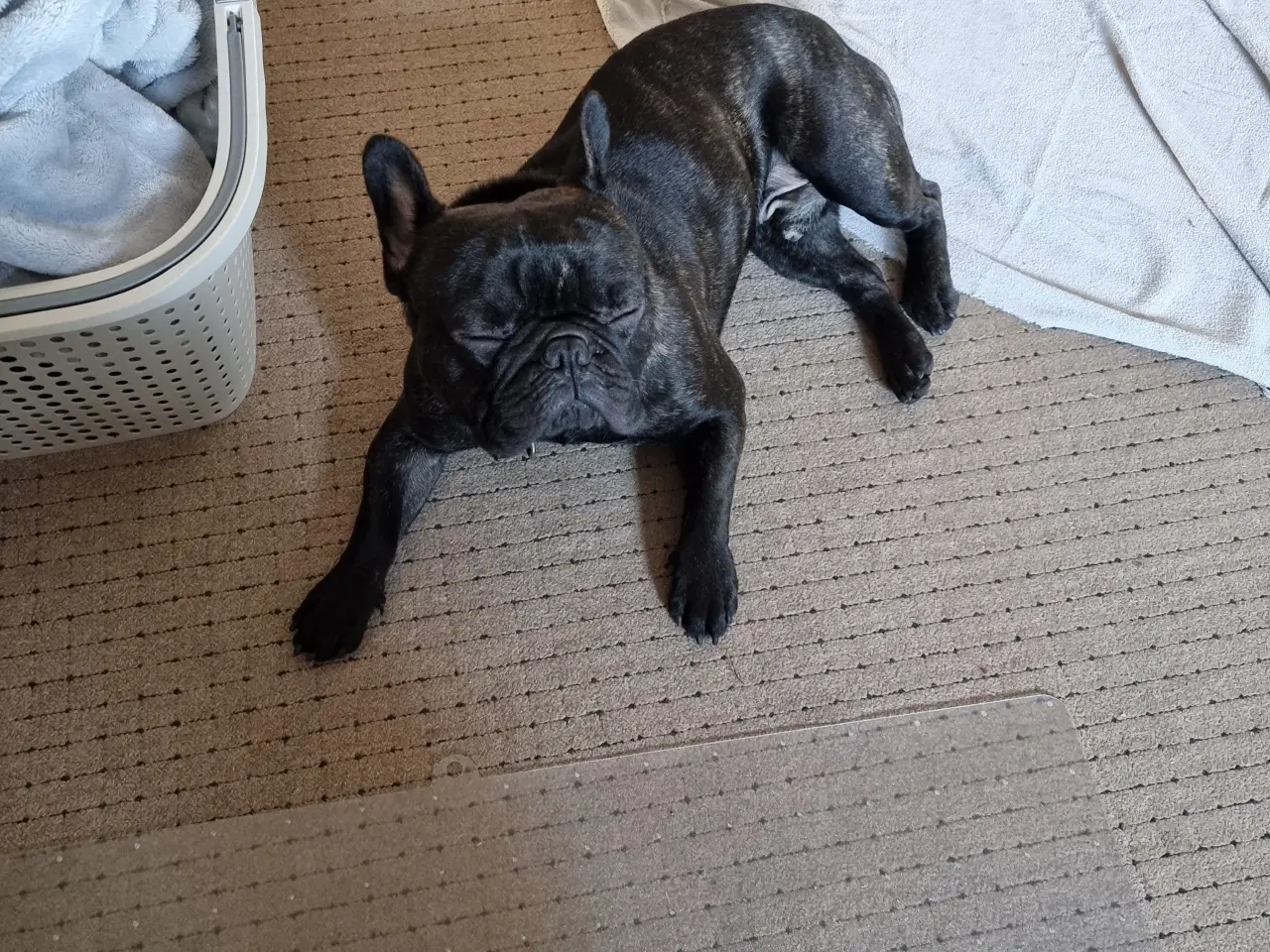 Billede 2 - Fransk bulldog