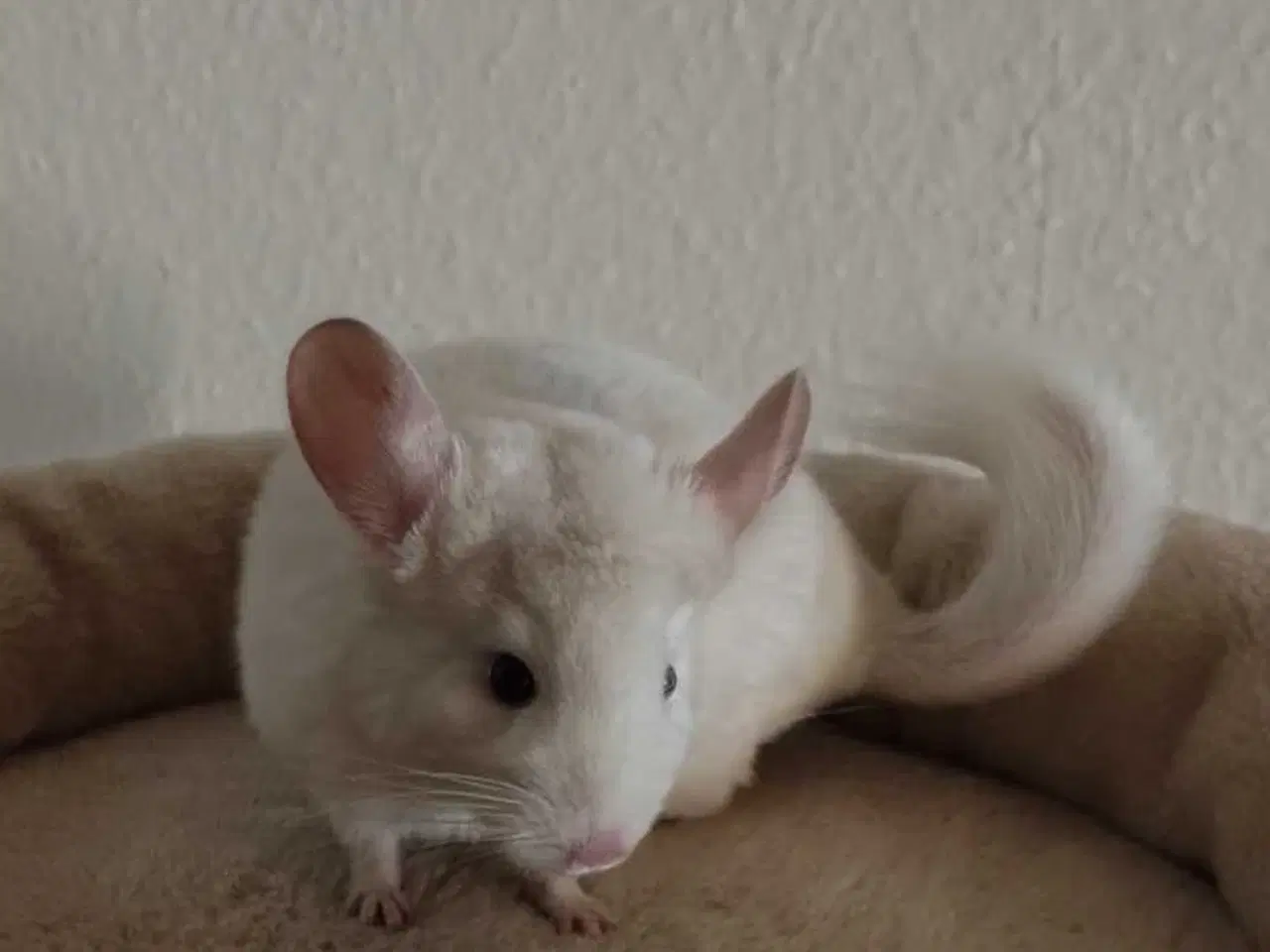 Billede 3 - Tam Chinchilla unge❤️ mor kan Tilkøbes❤️