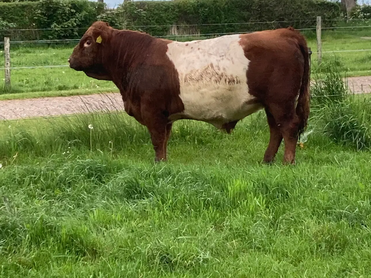 Billede 2 - Galloway tyr