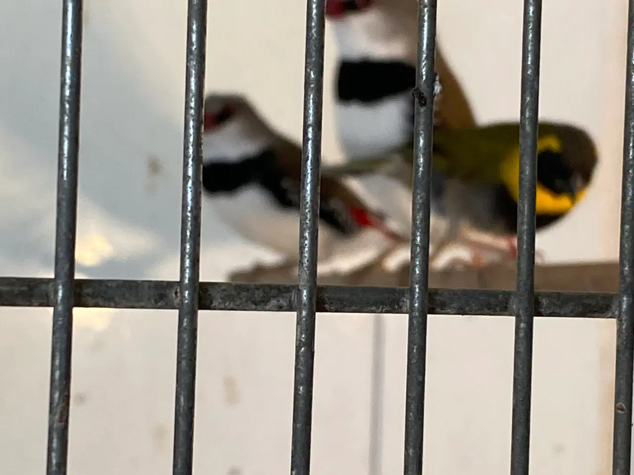 Billede 2 - Finker