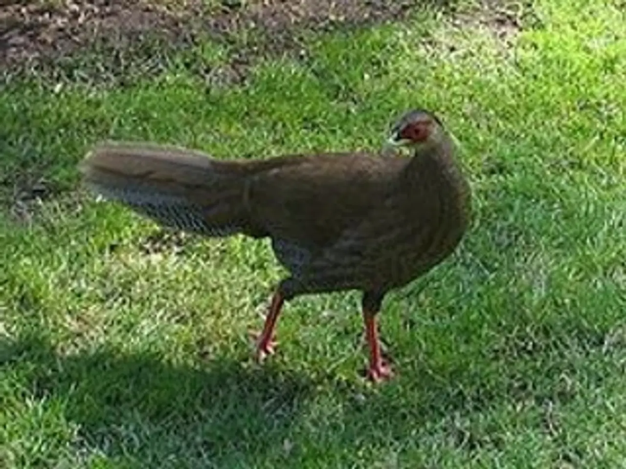 Billede 2 - Fine sølvfasaner naturudruget