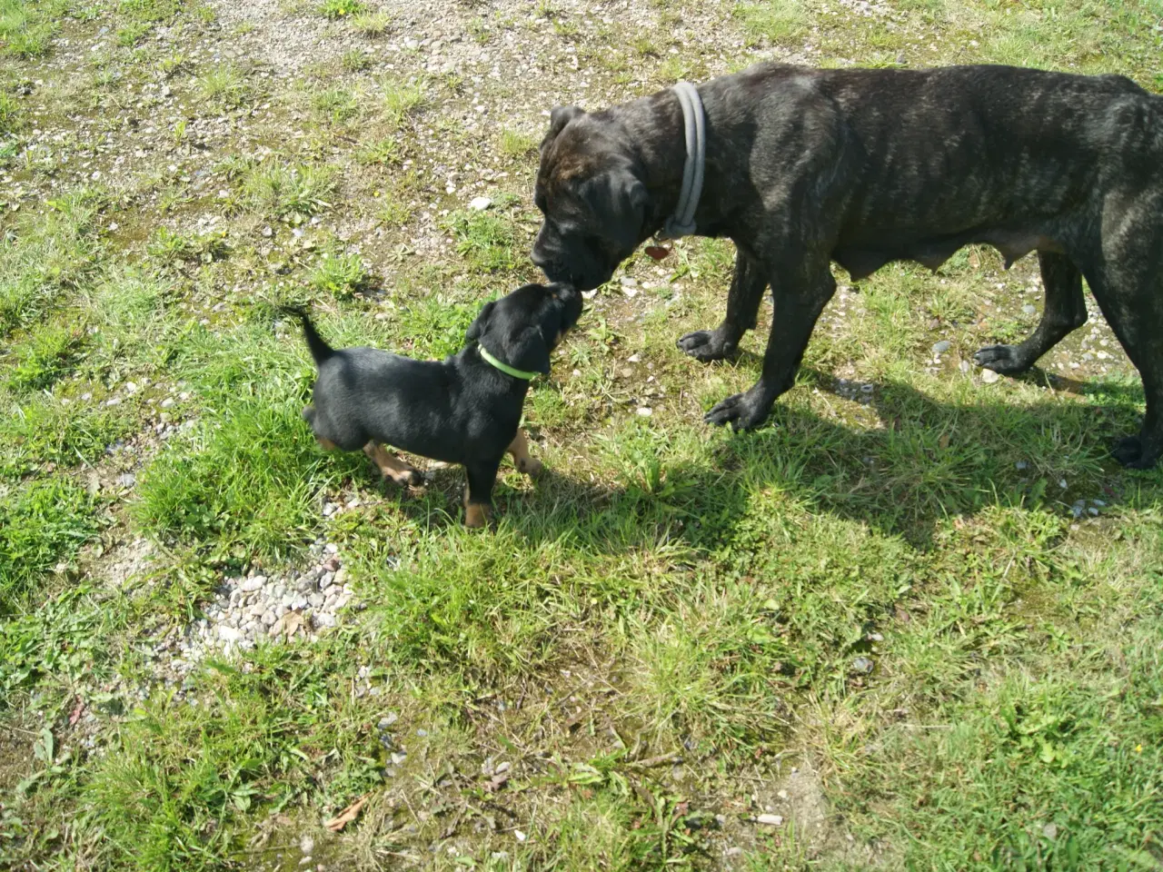 Billede 4 - Cane Corso Italiano 7 ugers.