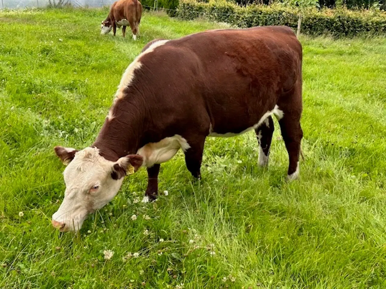 Billede 2 - Hereford Kvie