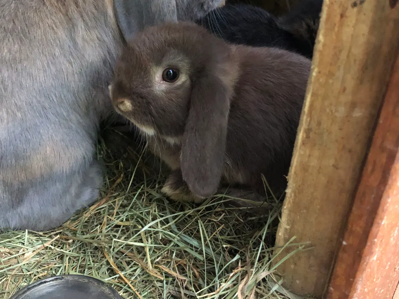 Billede 2 - Dværgvædder kaninunger 8 uger