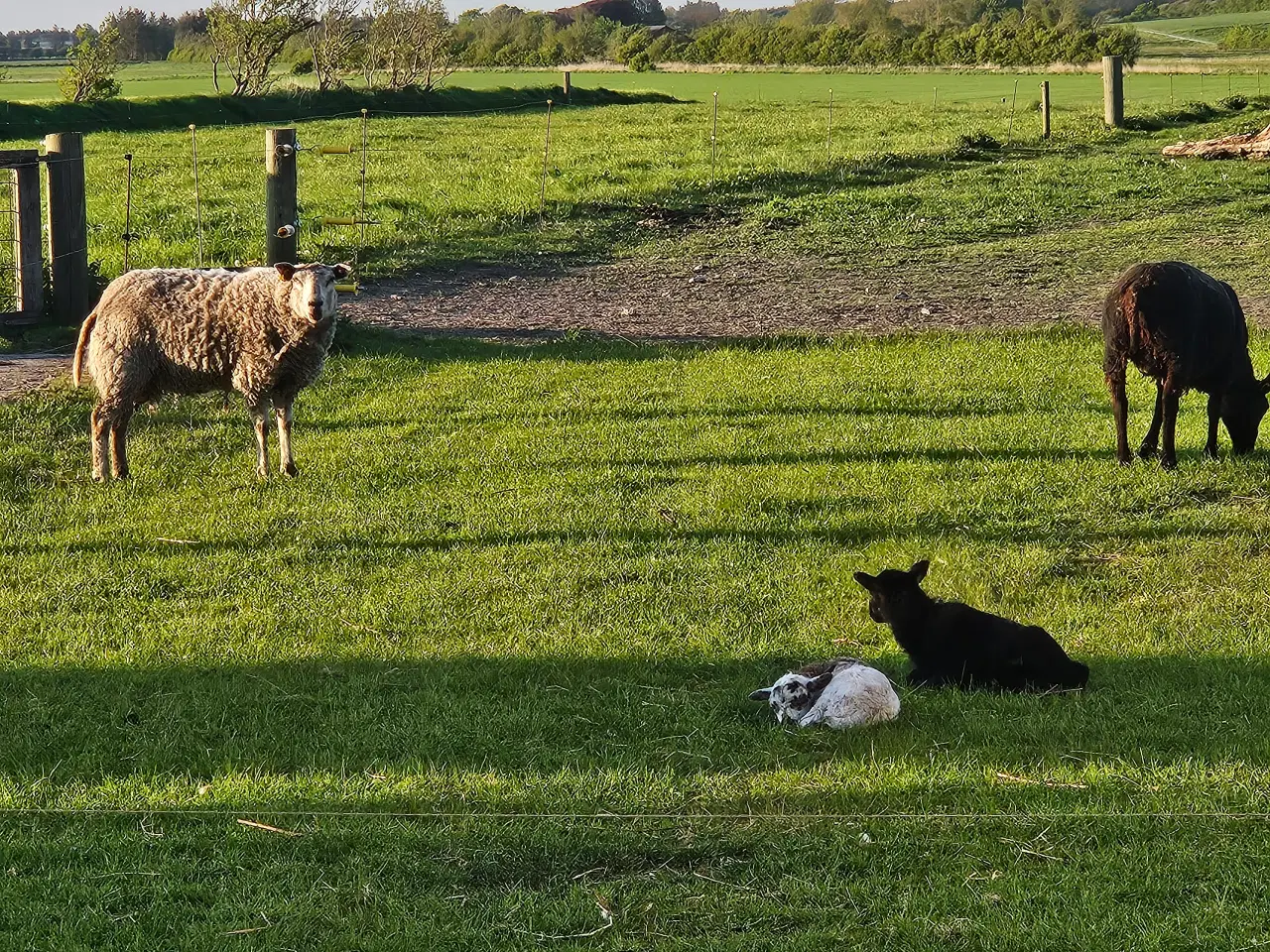 Billede 2 - Texel får fra februar 24