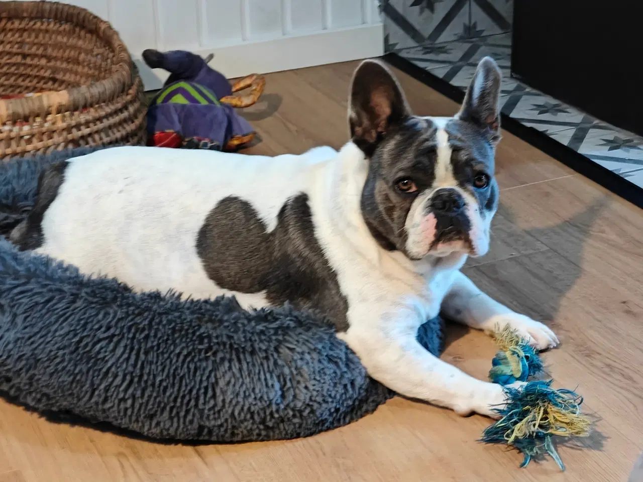 Billede 2 - Fransk Bulldog sælges