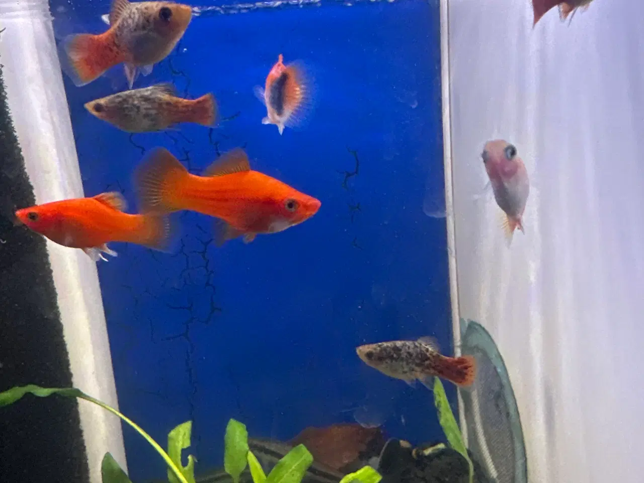 Billede 1 - Platy mix