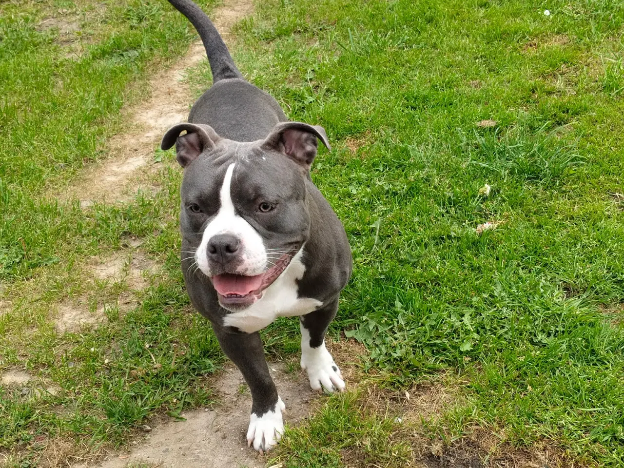 Billede 5 - American pocket bully 