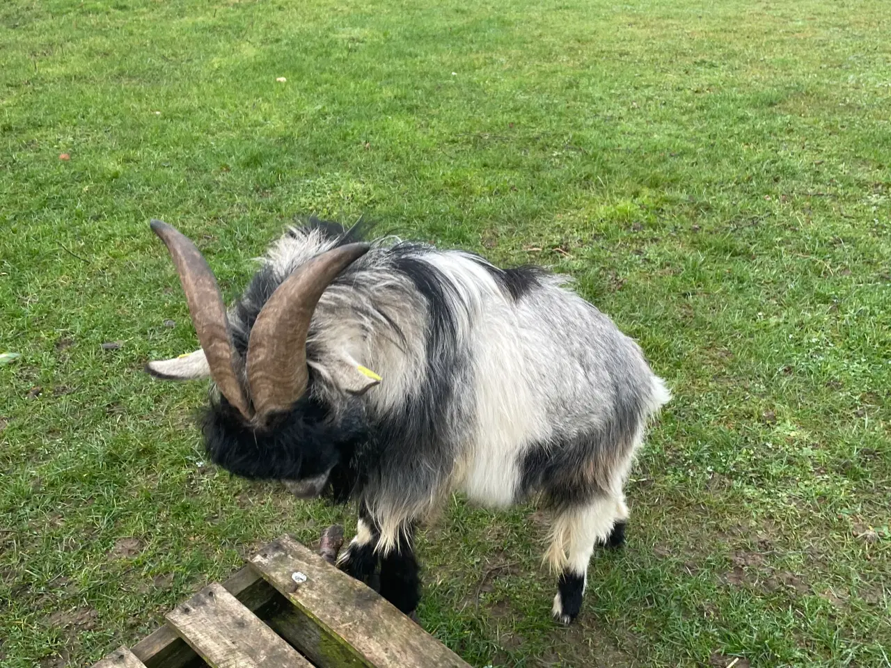 Billede 2 - Gede buk Dværg